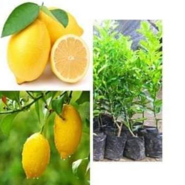 

Bibit lemon america