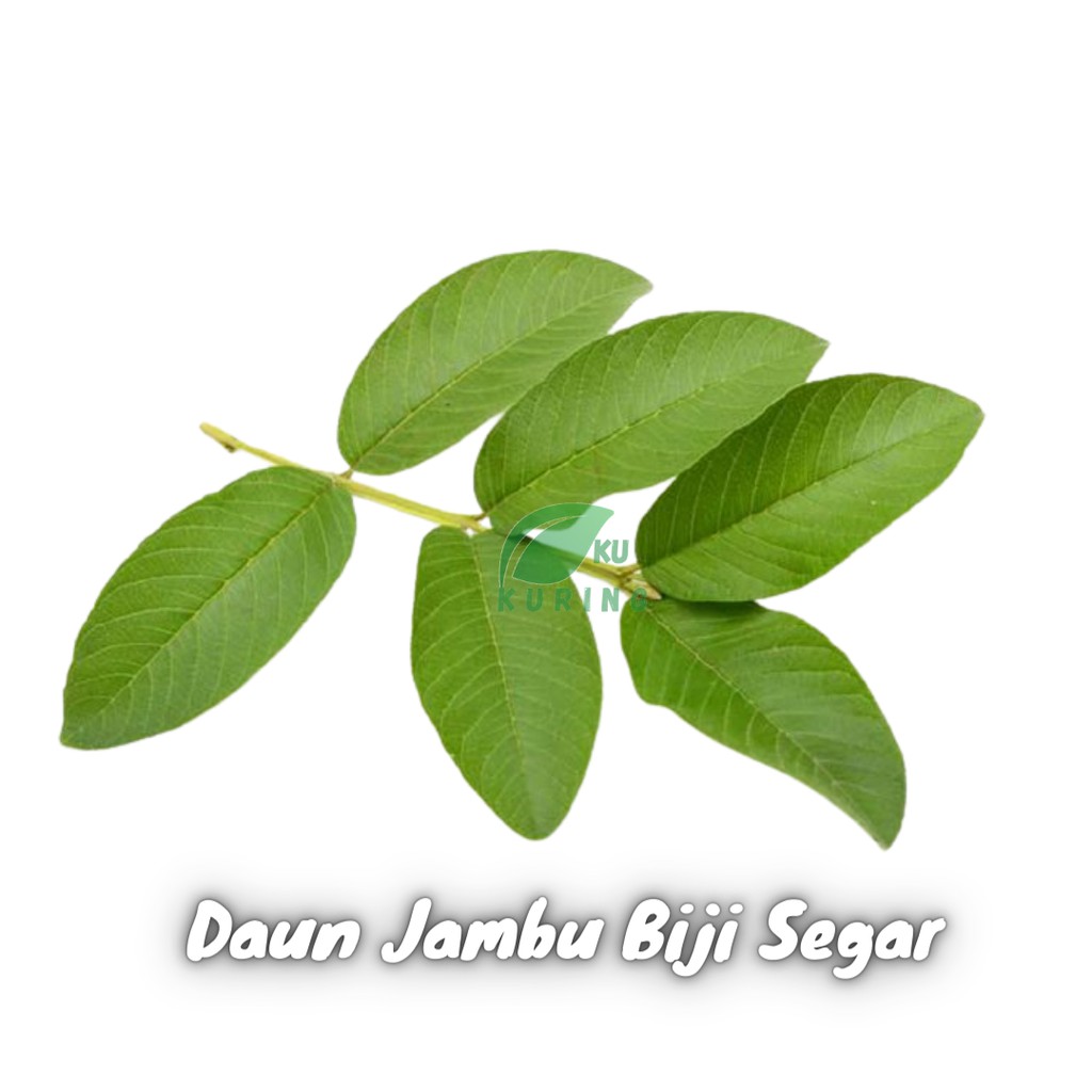 

KUKURING Daun Jambu Segar 1kg