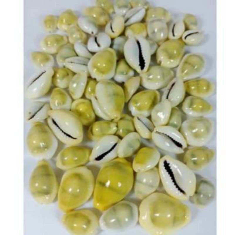 

BIJI KEWUK KERANG LAUT GADING KUNING 100 GRAM