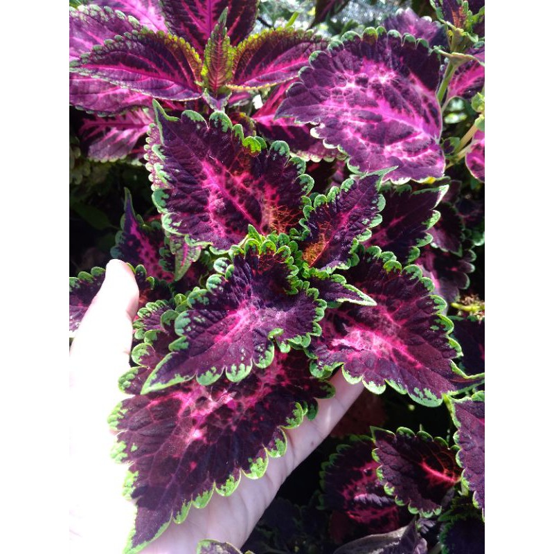 

Premium Miana Coleus Singgalang