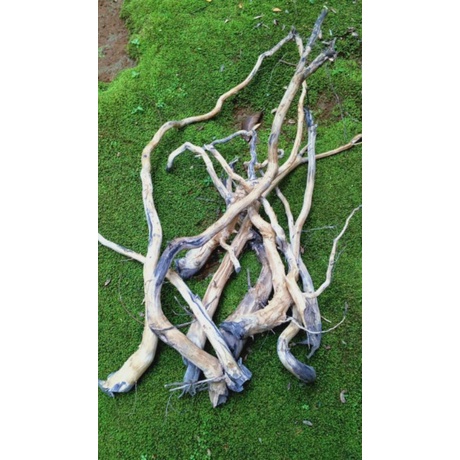 Akar senggani besar olahan bebas tanin