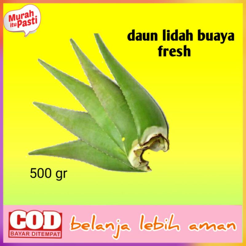 

daun lidah buaya /pelepah lidah buaya 500gr /Aloe Vera /lidah buaya jumbo murah