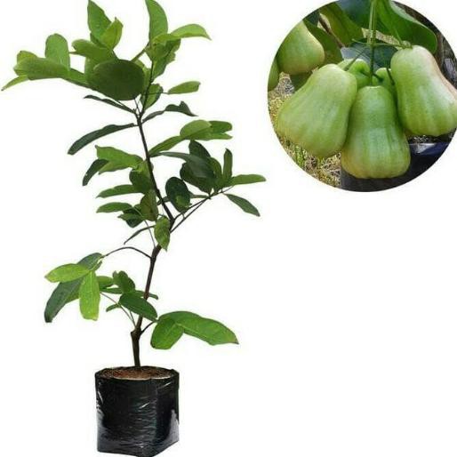 

5 Bibit Buah Jambu Madu Deli Hijau Okulasi Termurah