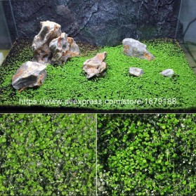 Bibit Rumput Air Dekorasi Aquarium Landscape Ornament Love Grass - H0027