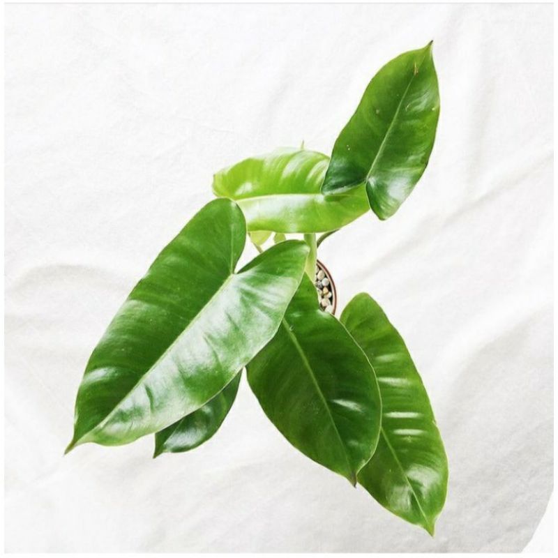 tanaman hias philo brekele-tanaman philo brekele