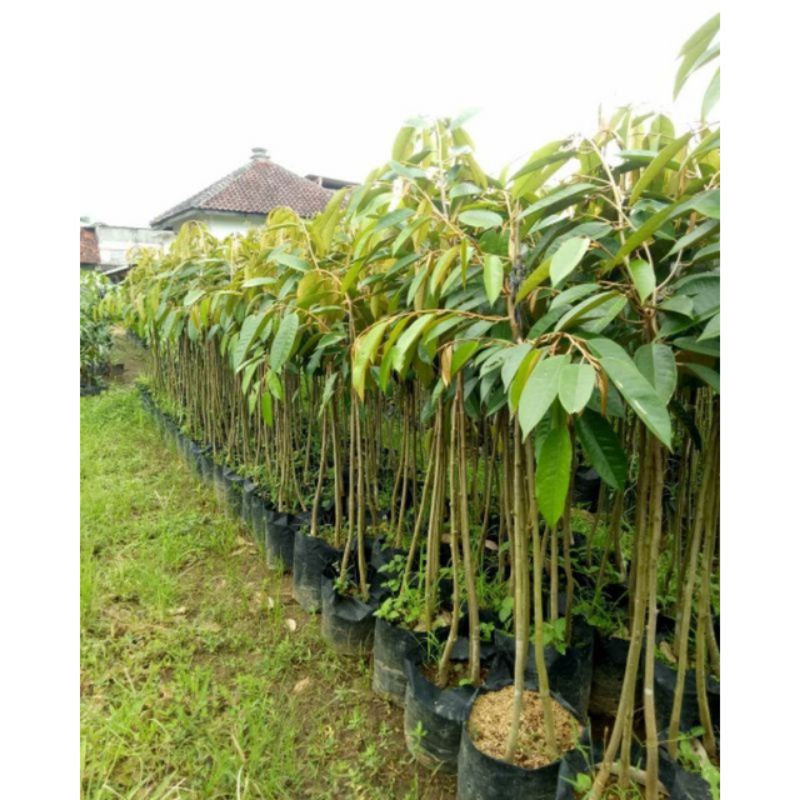 bibit duren musangking kaki 3 okulasi pilihan bibit valid