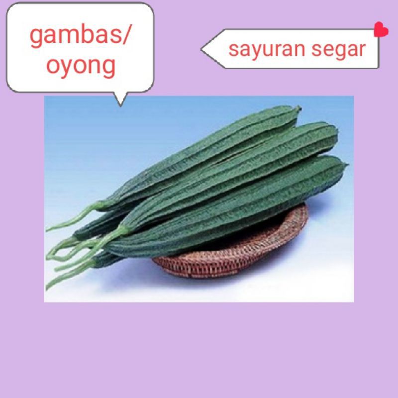 

GAMBAS/OYONG SEGAR