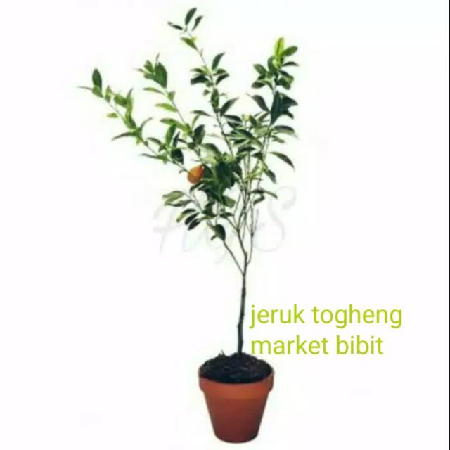 

jeruk togheng