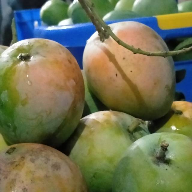 

Mangga Gedong Gincu Indramayu
