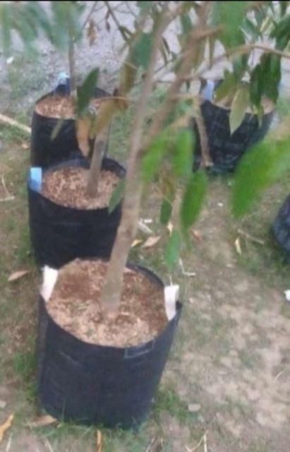 Planter Bag 32 Liter | 35x35