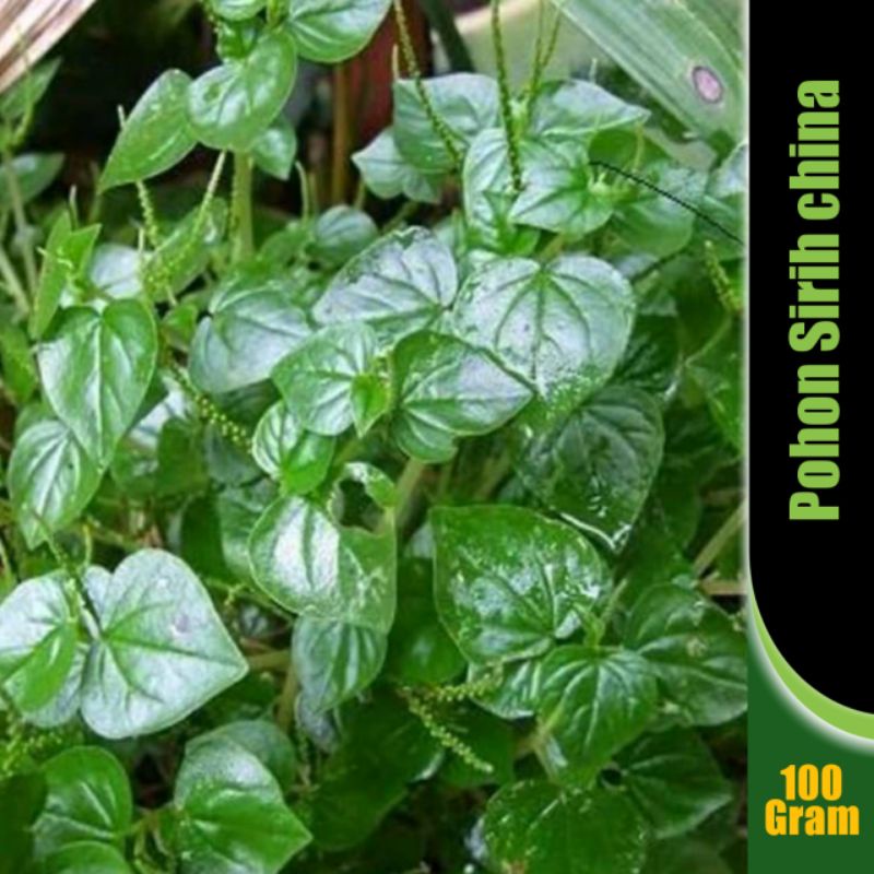 

Sirih cina segar batang daun 100 gr