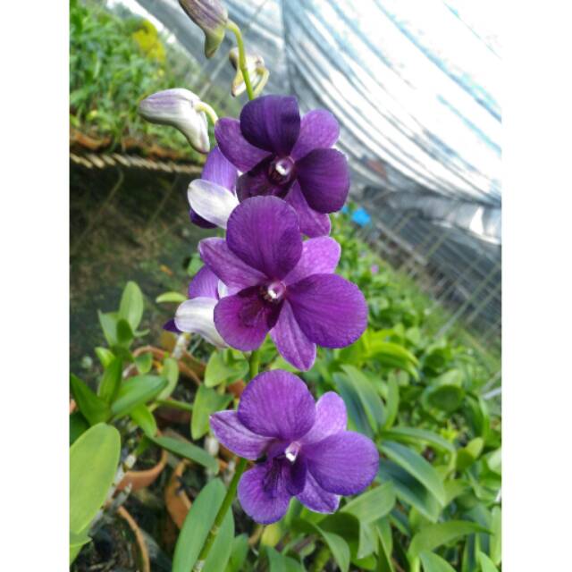  Tanaman  Hias  Anggrek Dendrobium Dewasa Shavin Blue 