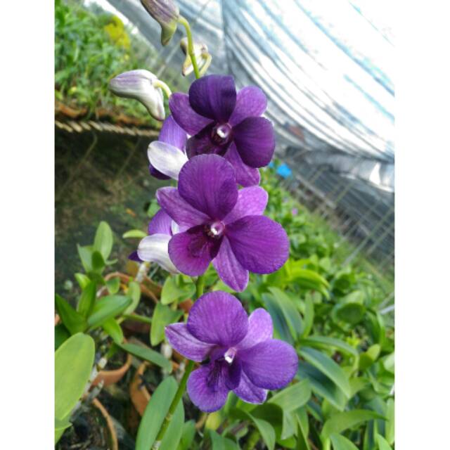 Tanaman Hias Anggrek Dendrobium Dewasa Shavin Blue Tanaman Hias Anggrek Dendrobium Dewasa Shavin Blue