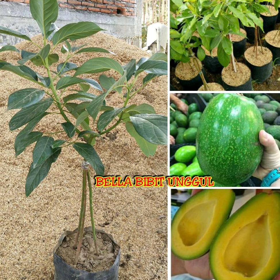 Stok Ready Bibit Buah Alpukat Mentega Jumbo Kaki 3 Super H2O