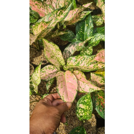 bunga aglonema lady kristin/ruby pink