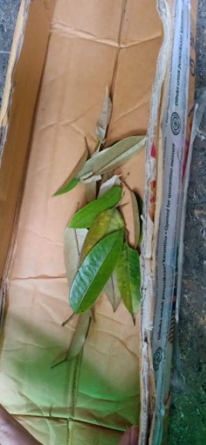 Bibit Durian Musangking Kaki3 Terlaris