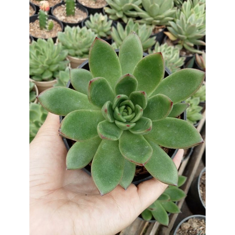 Sukulen Agavoides Red Tip