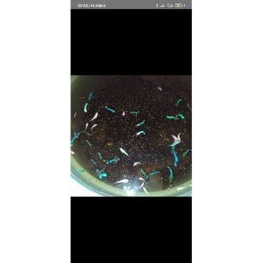 ikan cupang hias anakan murah