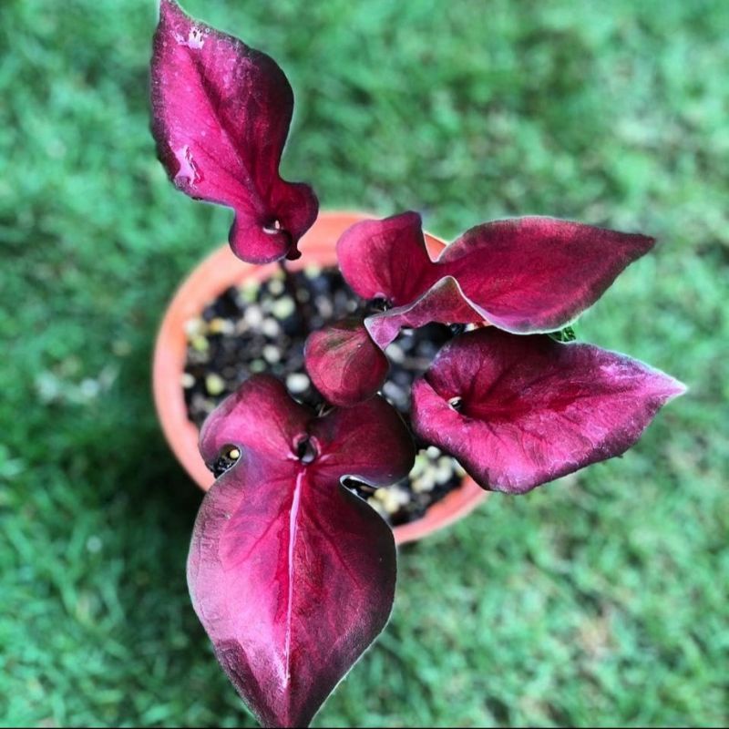 KELADI HIAS ANGGUR MERAH / TANAMAN HIAS ANGGUR MERAH / KELADI BIBIT / BIBIT keladi ANGGUR MERAH / CA