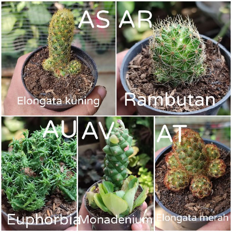 Kaktus Ownroot Medium Jumbo Murah Bebas Pilih