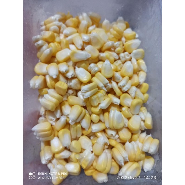 

Jagung Manis Kupas Siap Masak Berkualitas Super ukuran Jumbo 250gram