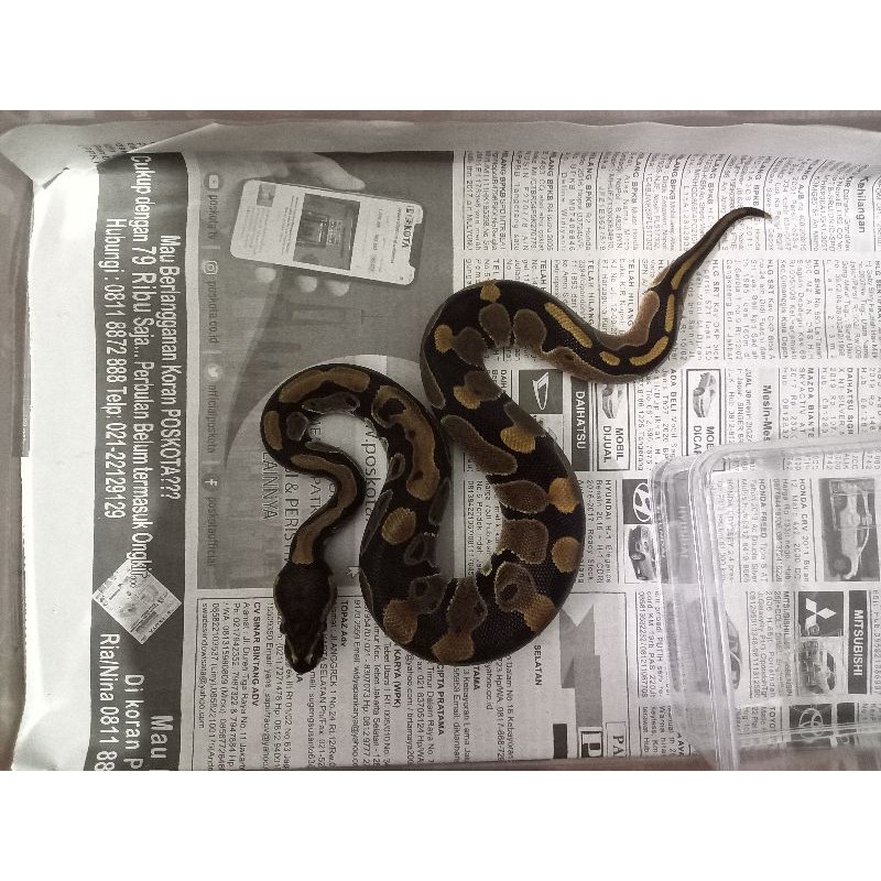 Ball Python Morph : 1.0 Normal Het Pied
