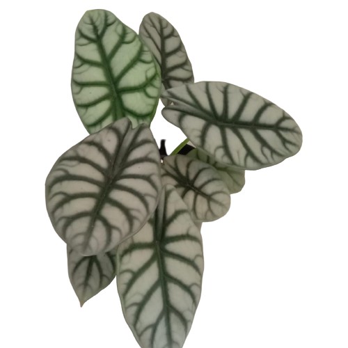 Tanaman hias alocasia silver dragon / alocasia dragon silver