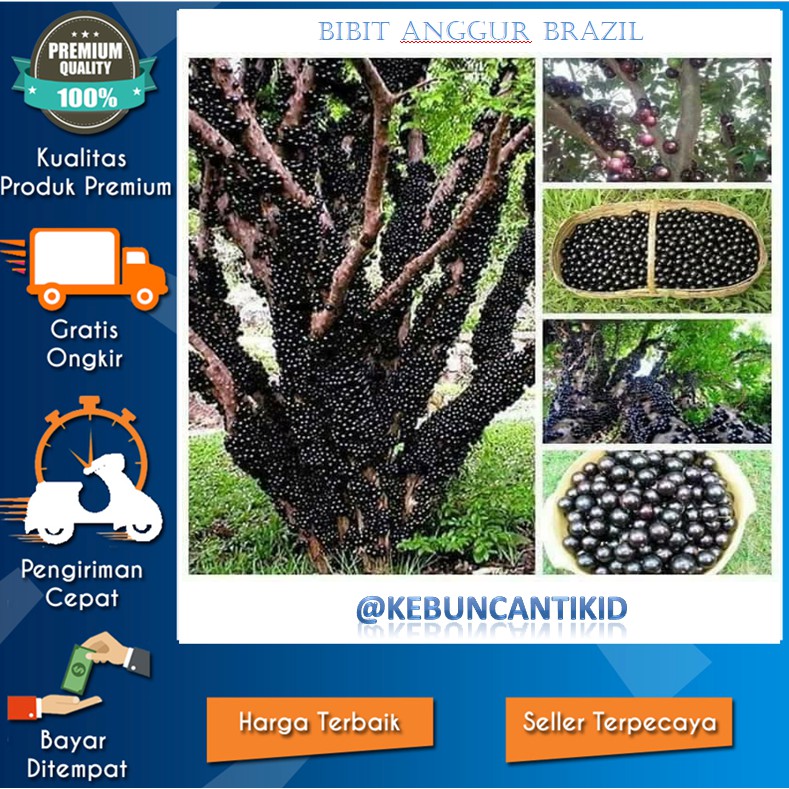 BIBIT TANAMAN BUAH ANGGUR POHON JENIS SABARA JABOTICABA ANGGUR BRAZIL