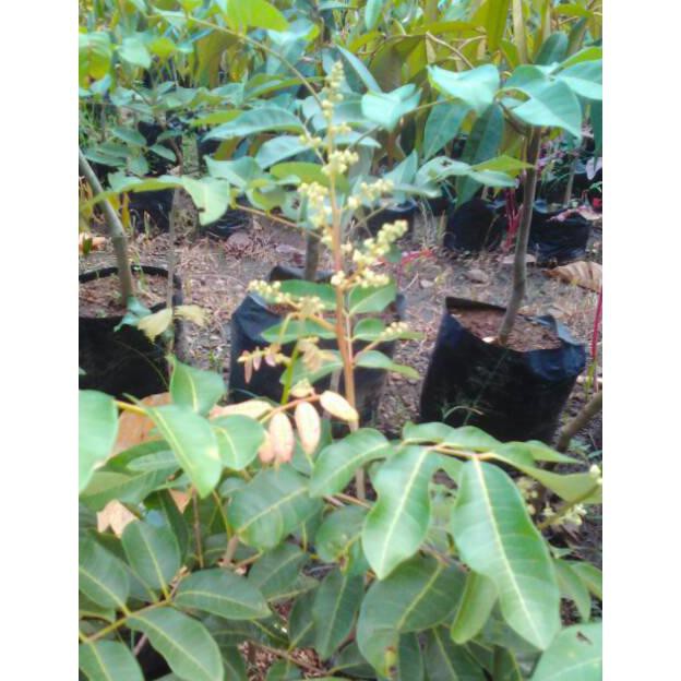 Bibit Kelengkeng Matalada ! Kondisi Sedang Berbuah ! Bibit Kelengkeng Mata Lada ! Bibit Tanaman Buah