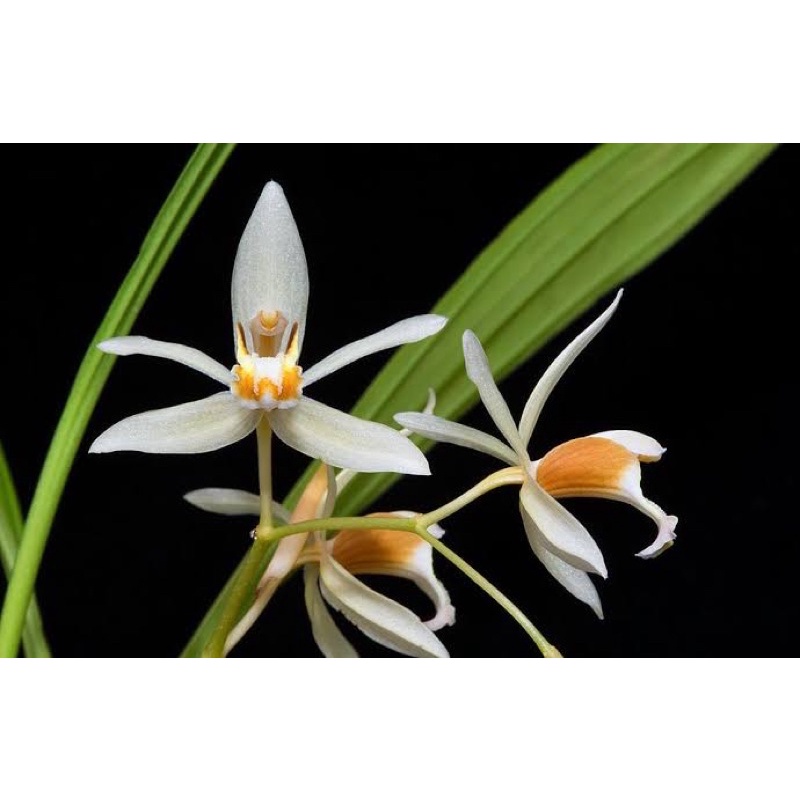 Anggrek Coelogyne Trinervis Dewasa Siap Bunga | Anggrek Coelogyne | Anggrek Murah