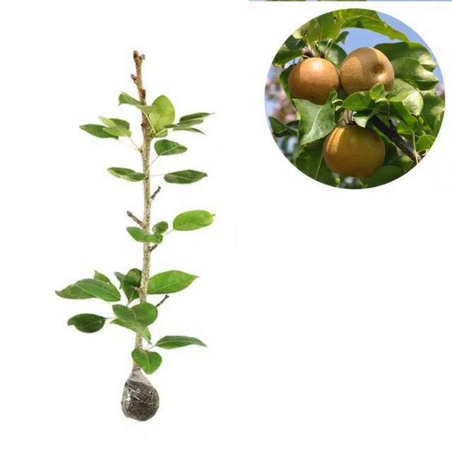 

Bibit pear coklat / pir coklat