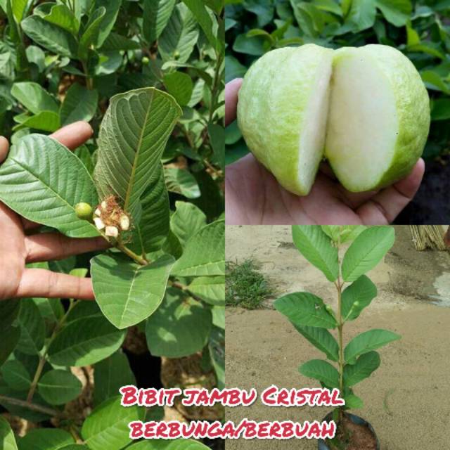 Bibit buah jambu kristal berbuah