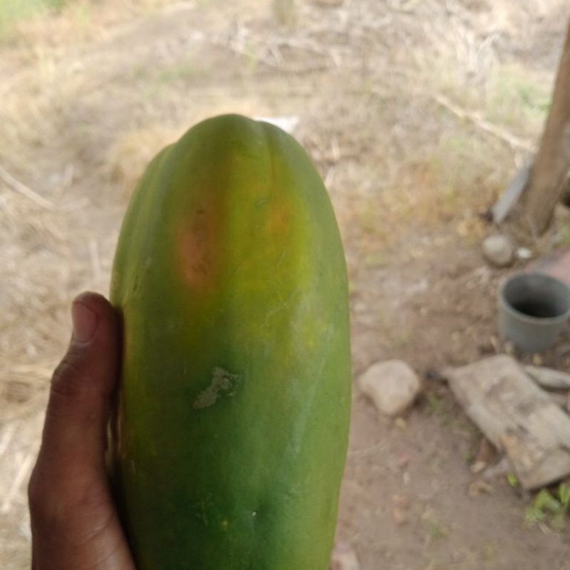 

pepaya california asli. matang pohon. mentahan. kualitas baik lokasi Brebes