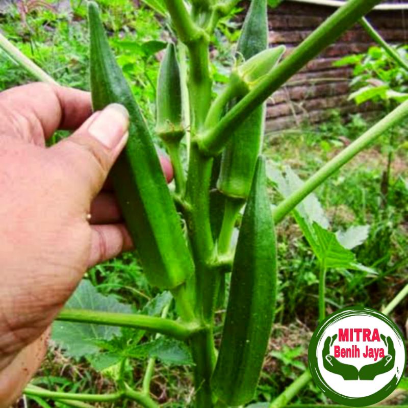 10 Biji Benih Okra Hijau Grennie F1 Hibrida / Benih sayuran / Bibit Sayuran / Biji Sayuran / Benih O