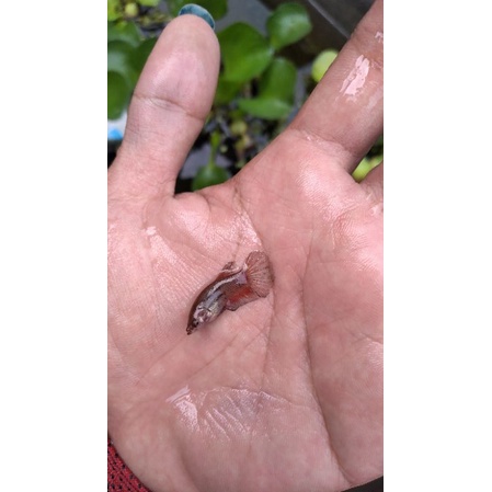 bahan giant hmpk/SNI