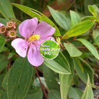 

Daun senggani atau harendong segar paket 500 gram