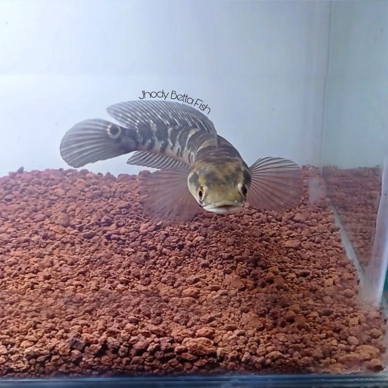 Channa Maru Yellow Sentarum 25cm Garansi Termurah