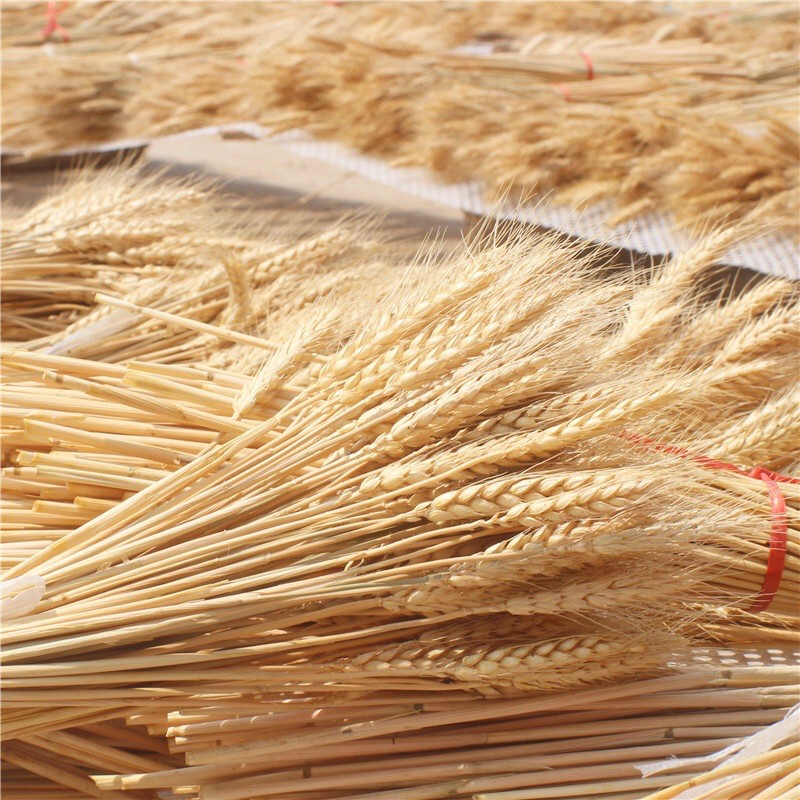 GANDUM KERING IMPORT / GANDUM KERING / BUNGA KERING IMPORT / DRY WHEAT