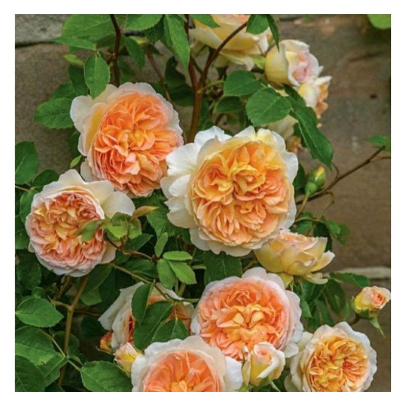 tanaman bunga mawar import jenis juliet