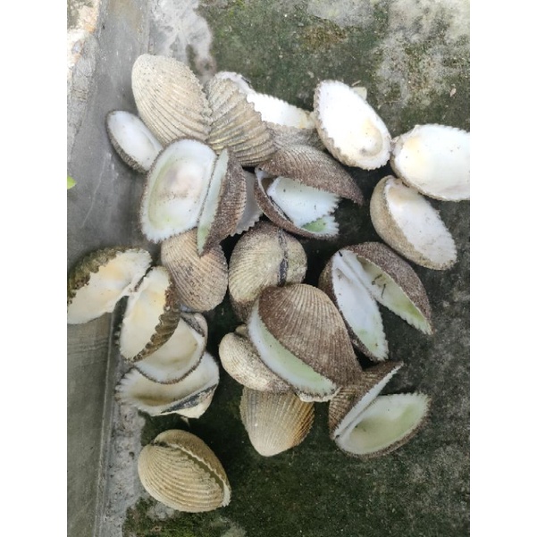 CANGKANG KERANG DARA KULIT KERANG DARAH MURAH 500GRM