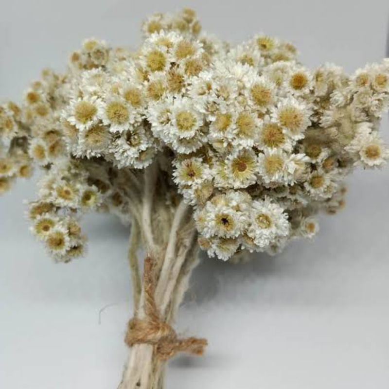 bunga edelweis/ bunga kering/edelweis/bunga abadi/dreadflower/edelweis