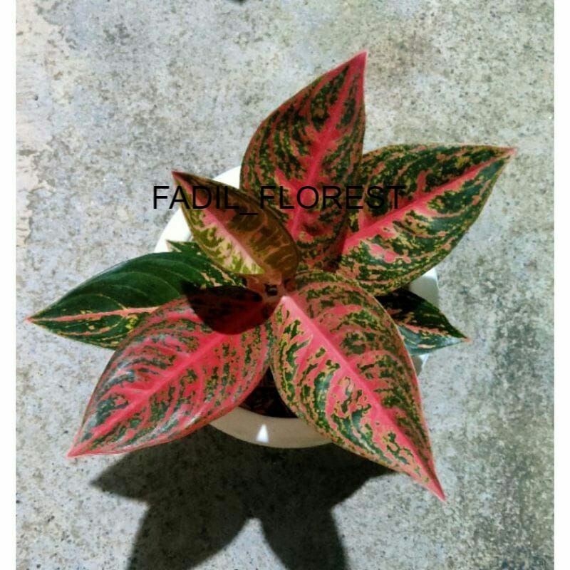 Aglonema Reanita Baby/Anakan SEED_AGLONEMA