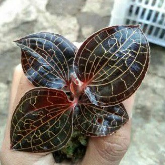 JAWEL ORCHID ANOECTOCHILUS