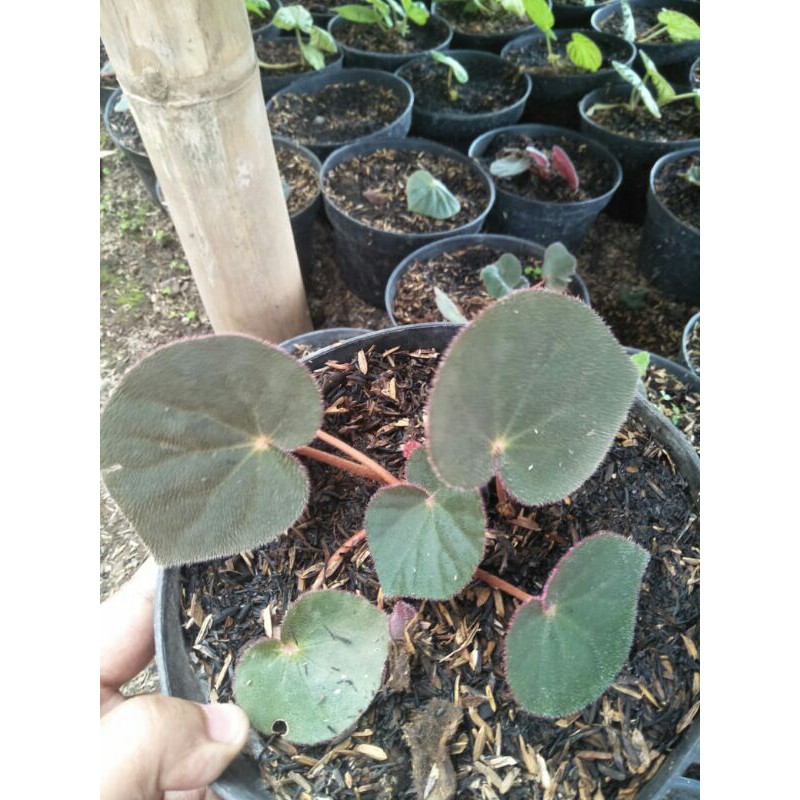 Begonia karpet
