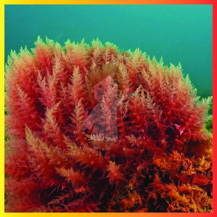 

CARRAGEENAN CCGEL120F 1KG