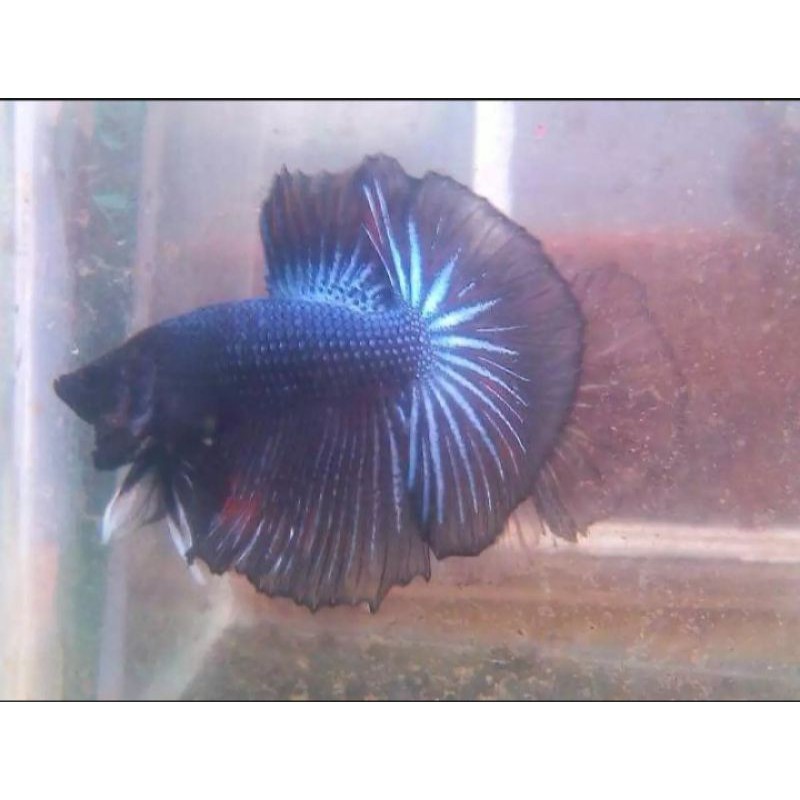 ikan cupang halfmoon minimal beli 5 ekor