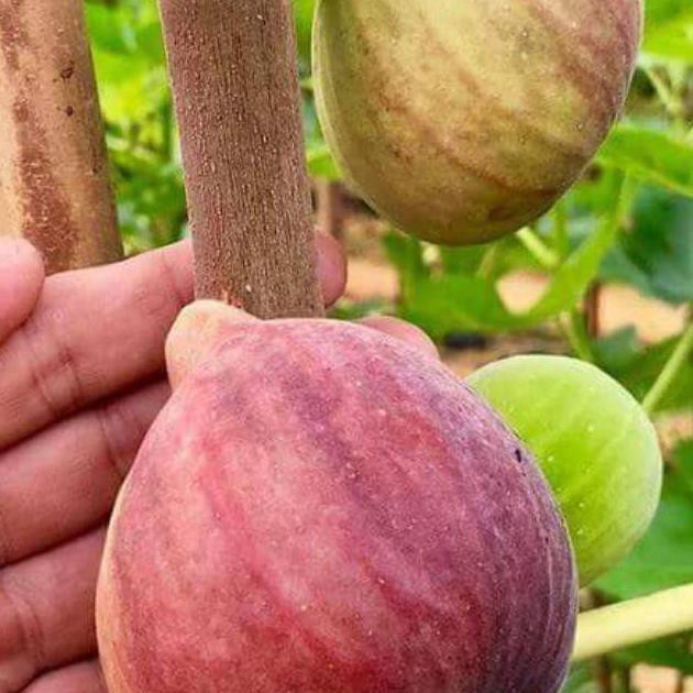 Bibit tin buah merah