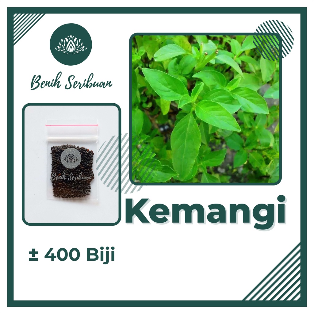 TERMURAH Benih Sayuran Bibit Sayuran Hidroponik Kangkung Bayam Kol Kubis Sayur Sawi Pakcoy Selada-KEMANGI