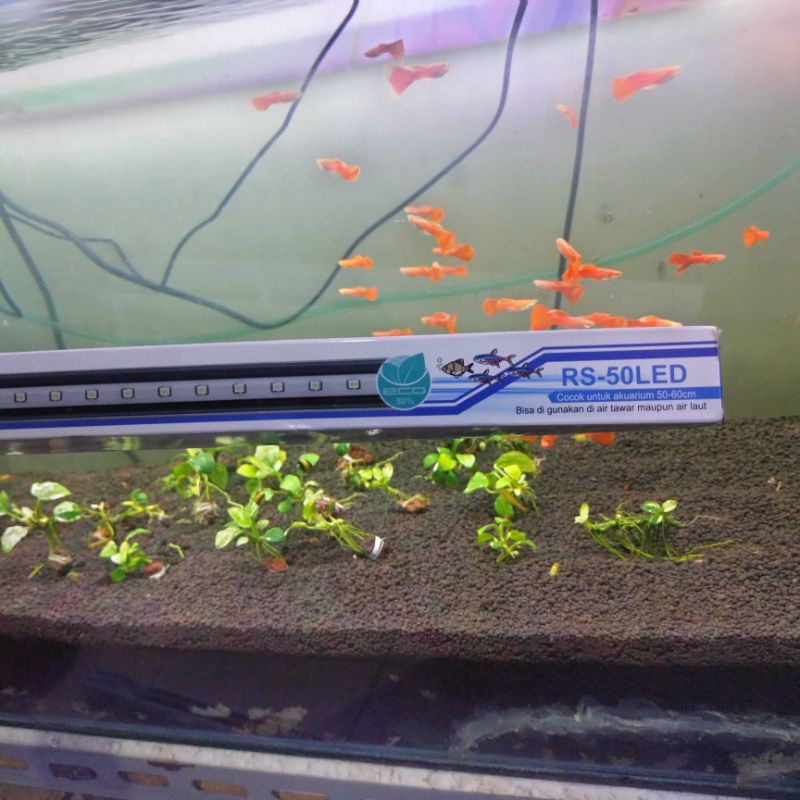 lampu led celup T4 rosston aquarium aquascape RS-50LED 50cm