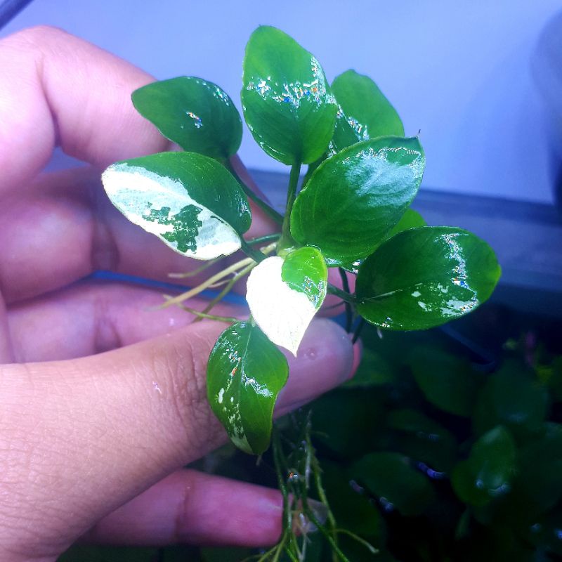 anubias panda